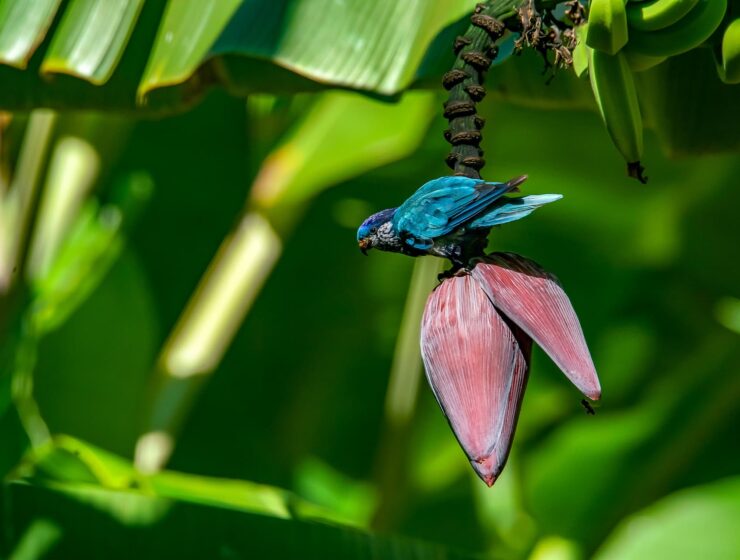 Oiseau Pihiti de couleur bleu, endemique de l'île de Ua Huka aux marquises en Polynésie, posé sur une fleur de bananier. Rencontres avec la Faune Polynésienne : De la Terre à la Mer.