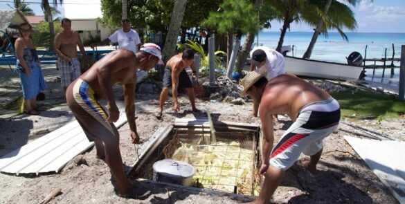ouverture d'un four traditionnel polynésien à fakarava