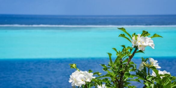 point de vue à Huahine sur le lagon - fleurs blanches sur arbustes au premier plan