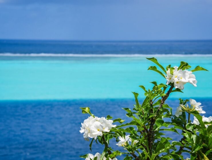 point de vue à Huahine sur le lagon - fleurs blanches sur arbustes au premier plan