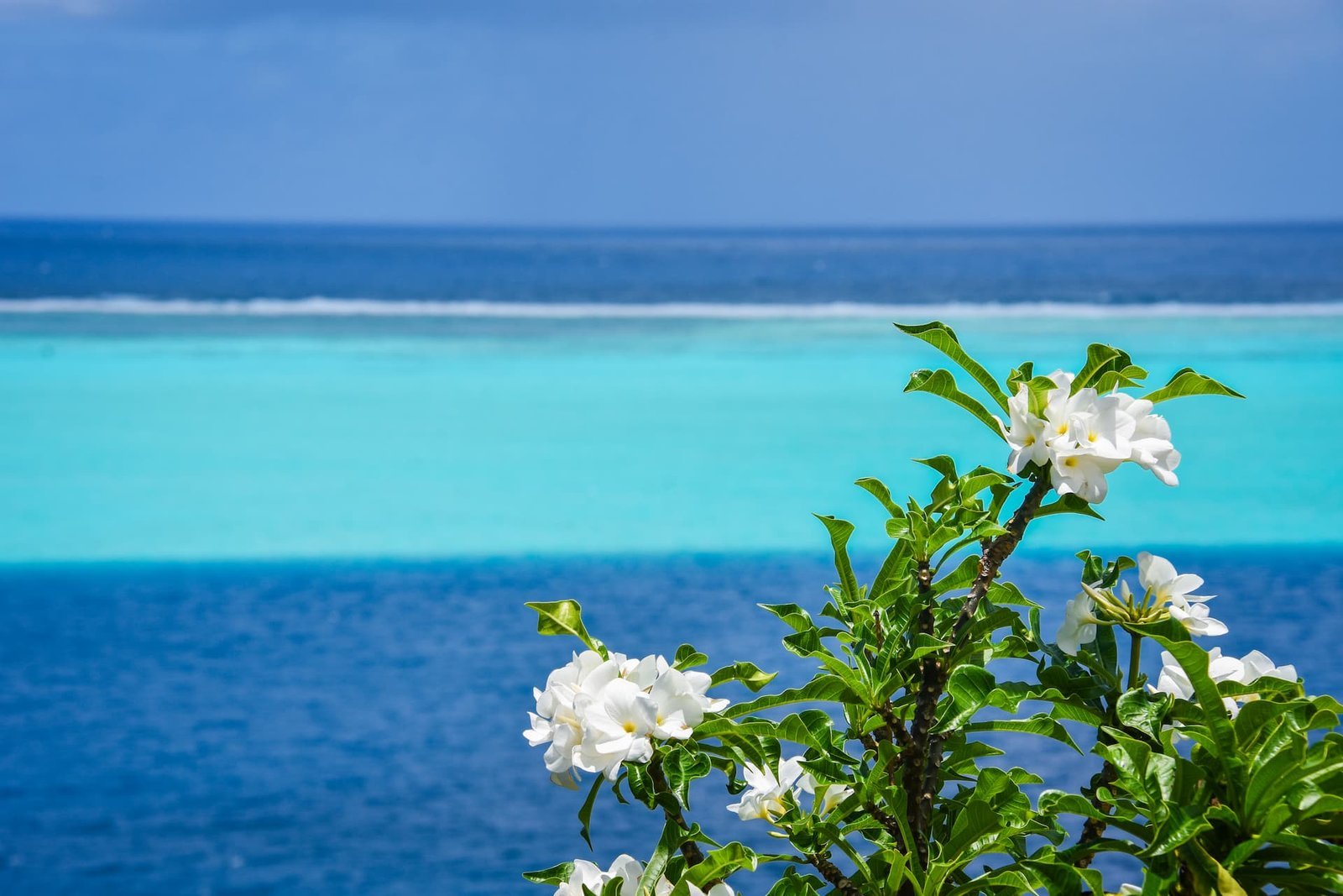 point de vue à Huahine sur le lagon - fleurs blanches sur arbustes au premier plan