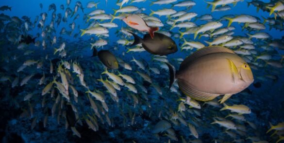 multiple poissons tropicaux dans le lagon de Fakarava - Faune aquatique Polynésie