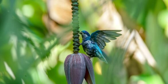 Oiseau Pihiti de couleur bleu posé sur une fleur de bananier à Ua Huka