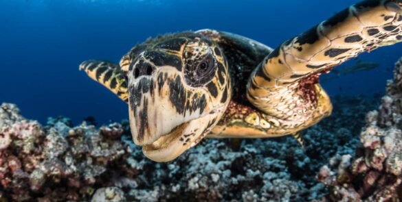 gros plan sur une tortue marine - faune polynésienne