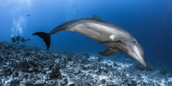 grand dauphin dans la pass de Tiputa à Rangiroa. 3 plongeurs bouteille en arrière plan