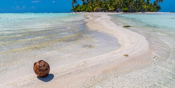 banc de sable rose avec de lagon de part et d'autre à Rangiroa, avec une noix de coco posée sur le sable en premier plan et un motu avec cocotiers en arrière plan