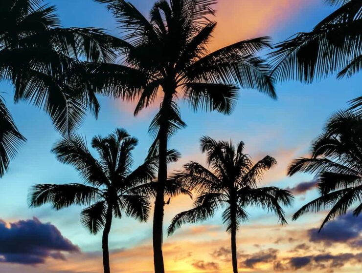 vue en contre bas d'un coucher de soleil en polynésien avec des couleurs bleu, orange, jaune, rose et des cocotiers en premiers plan