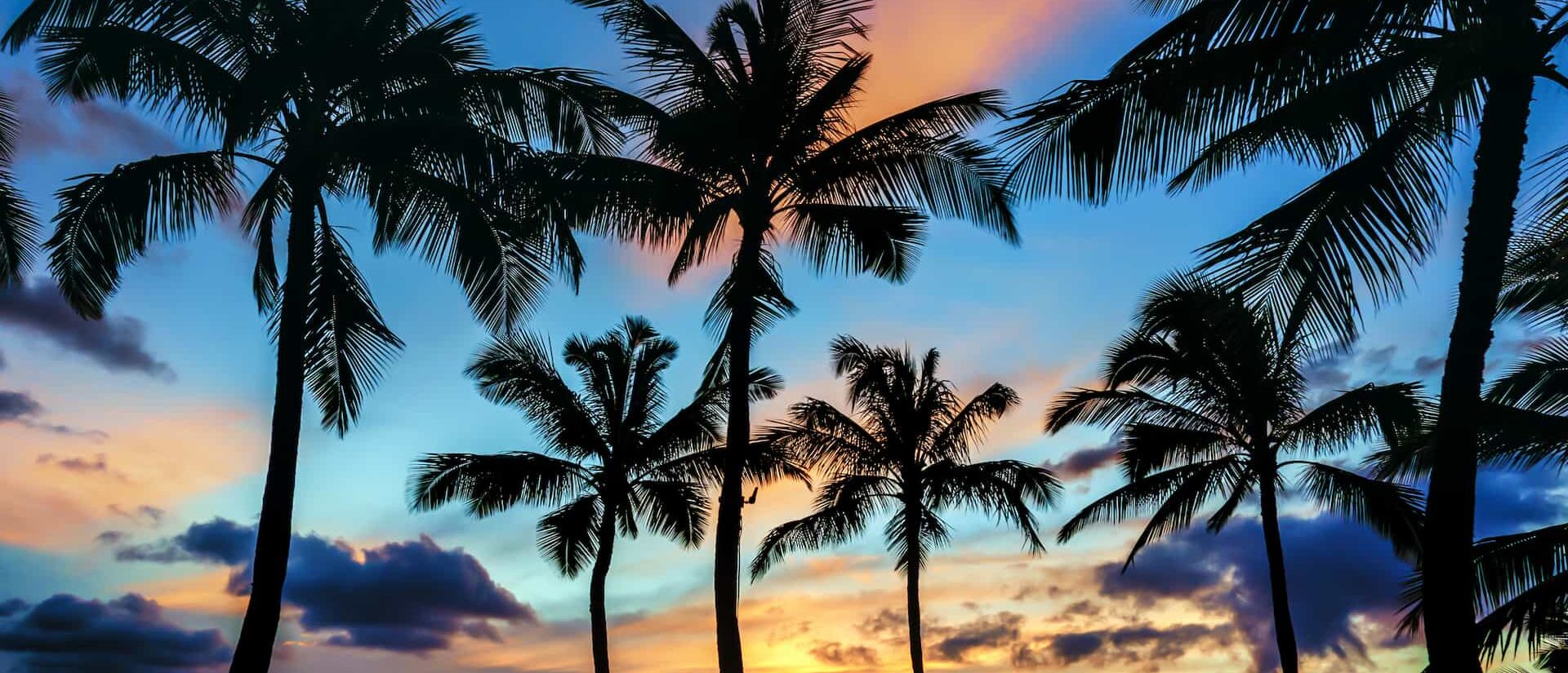 vue en contre bas d'un coucher de soleil en polynésien avec des couleurs bleu, orange, jaune, rose et des cocotiers en premiers plan