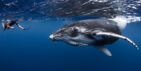 baleine dans l'océan avec un plongeur en masque tuba à côté