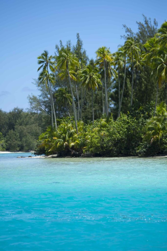 Vue depuis le lagon sur un motu avec des cocotiers à Moorea.