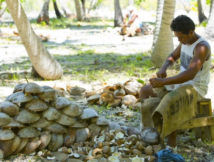 fabrication du coprah en Polynésie - homme ouvrant des noix de coco