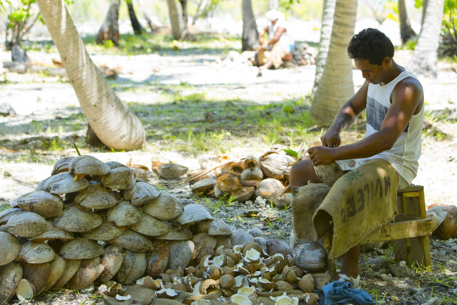 fabrication du coprah en Polynésie - homme ouvrant des noix de coco
