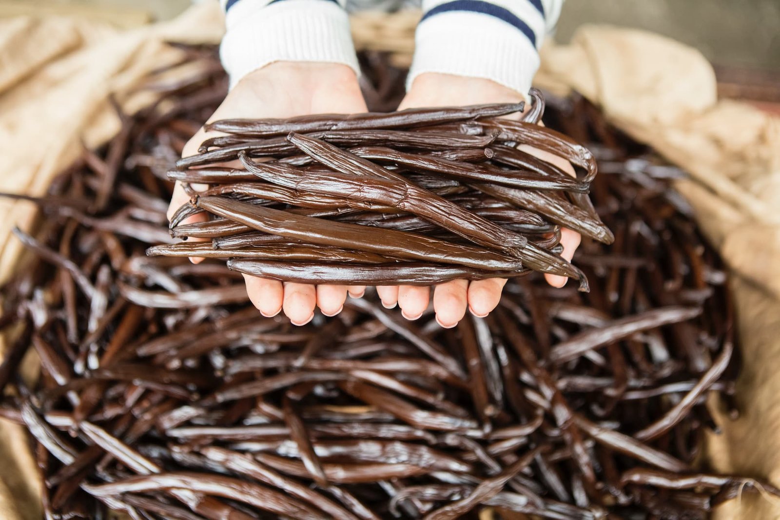 femme tenant dans ses mains des gousses de vanille de polynesie