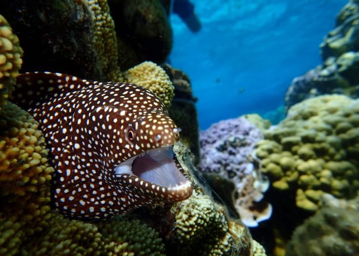 BOB_Snorkeling wonders©H2O Bora Bora (4)