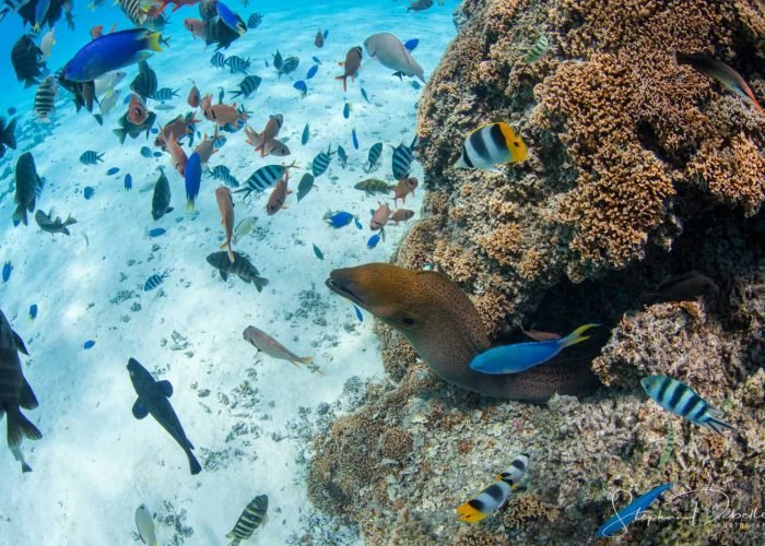 BOB_Snorkeling©Lagoon Service (17)