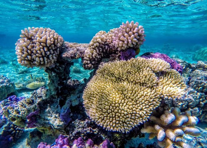 BOB_Snorkeling©Reef Discovery (22)