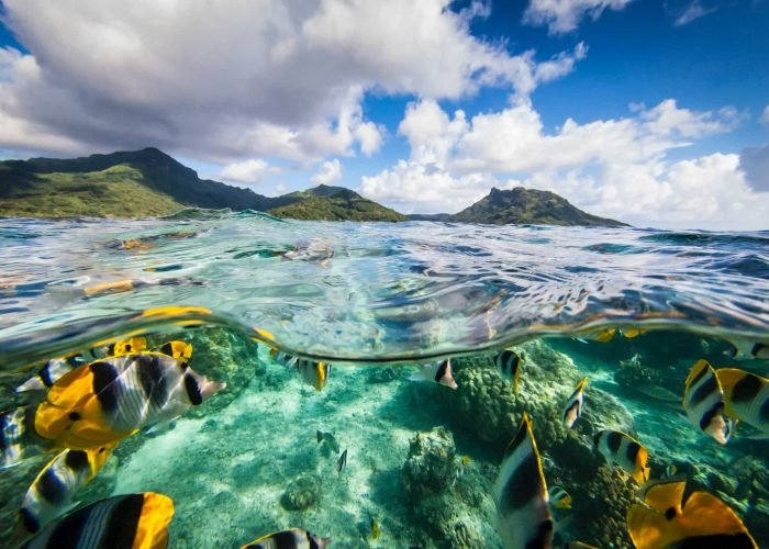 BOB_Snorkeling©Reef Discovery (9)