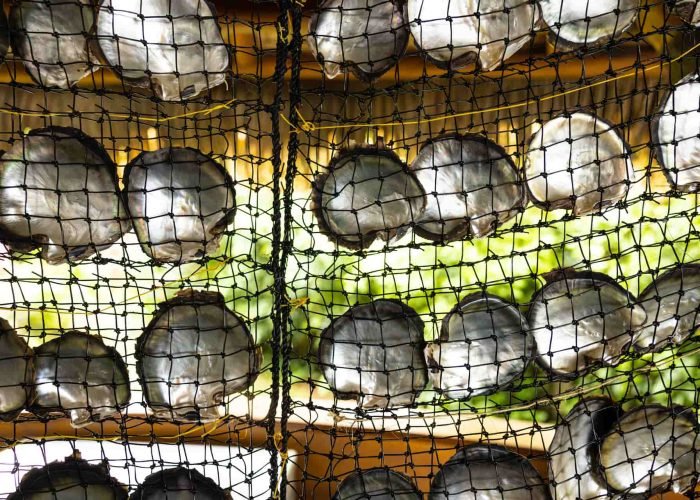 P2_HUAHINE_00072_HUAHINE_© Grégoire Le Bacon