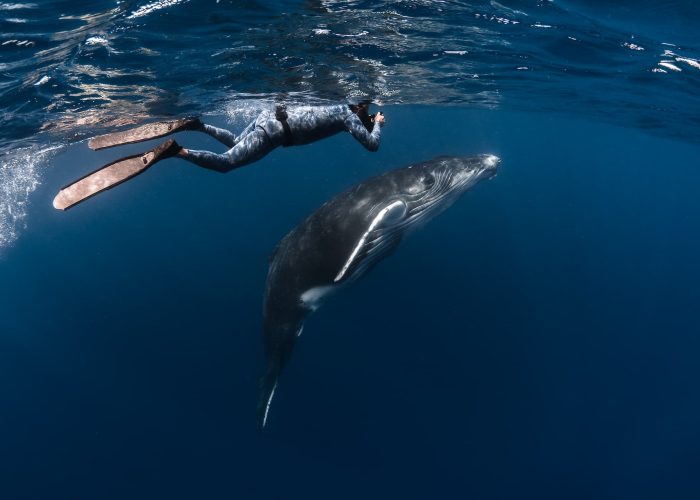 subtiles-tahiti-baleines-1©gregory-lecoeur