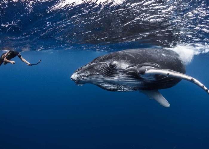 subtiles-tahiti-baleines-2©gregory-lecoeur