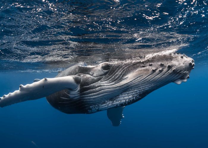 subtiles-tahiti-baleines-5©gregory-lecoeur