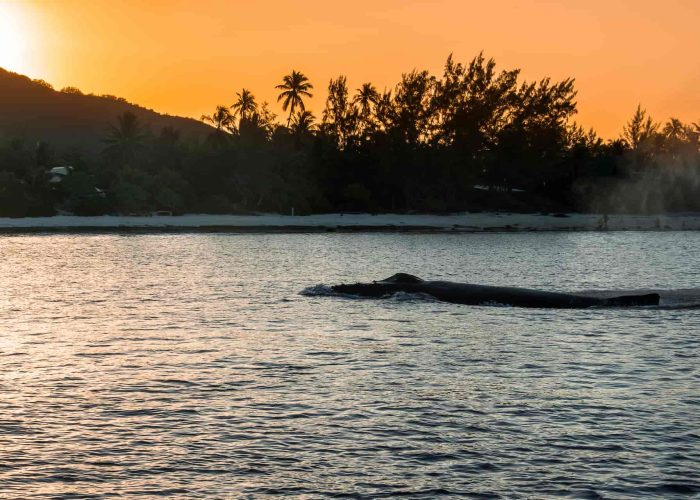 subtiles-tahiti-baleines©gregory-lecoeur