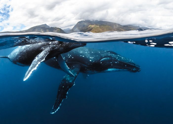 subtiles-tahiti-baleine©frederique-legrand