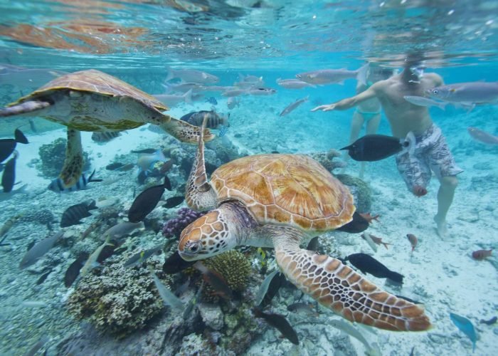 vue d'une tortue marine verte nageant dans le lagon de Bora Bora au premier plan, couple faisant du snorkeling au second plan