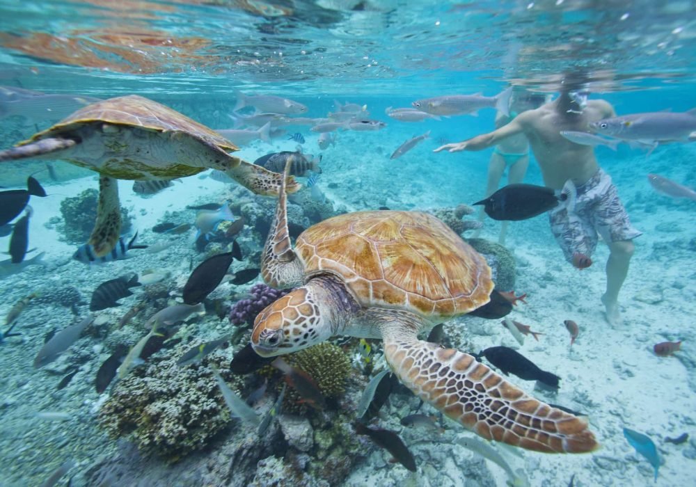 vue d'une tortue marine verte nageant dans le lagon de Bora Bora au premier plan, couple faisant du snorkeling au second plan