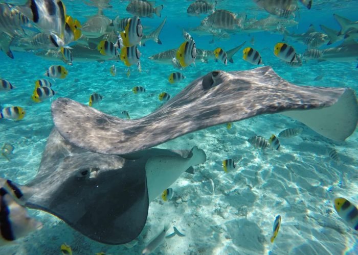 subtiles-tahiti-bora-bora-lagoon-services-1©lagoon-services