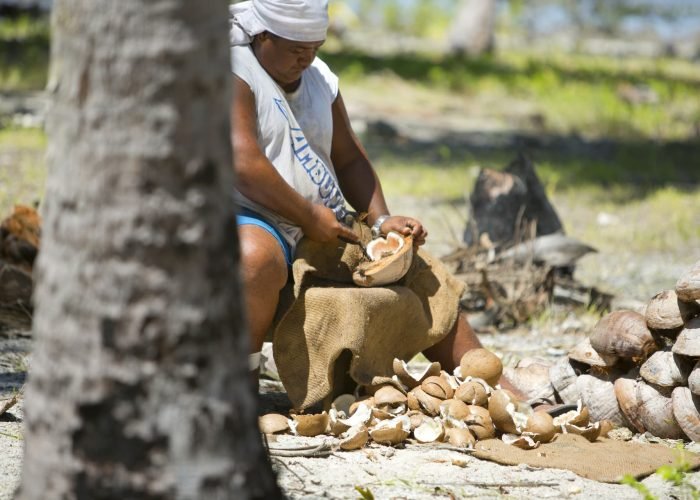 homme polynésien récoltant la chair de coco pour la fabrication du coprah