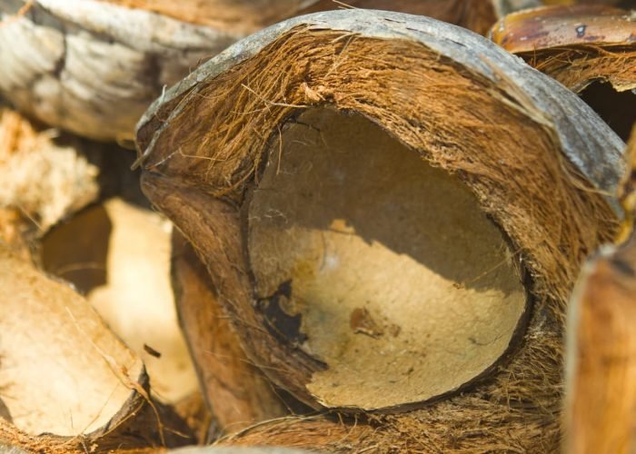 zoom sur une noix de coco vidée pour la fabrication du coprah en Polynésie