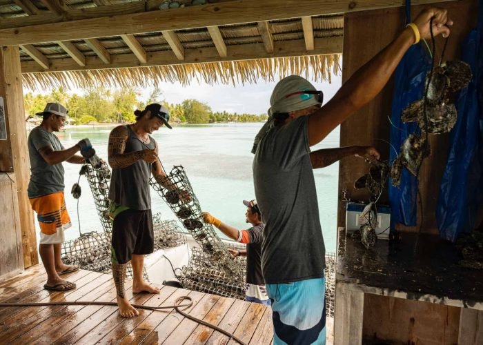 ferme perlière à Fakarava. Pamassage des filets contenant les huitres perlières