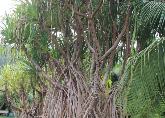 Pension Moana Lodge à Huahine. Pandanus géant dans le jardin de la pension.