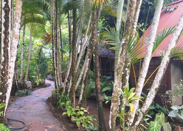 Pension Tupuna à Huahine. Vue sur les jardins de la pension. Bungalow traditionnel sur la droite du chemin.