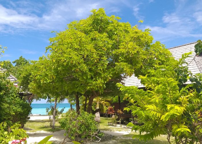 Pension Papahani à Maupiti - jardin tropical avec lagon turquoise en arrière plan.