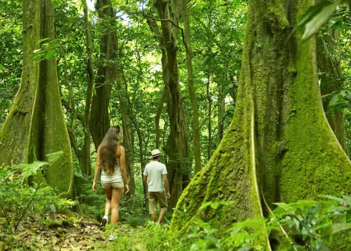 couple marchant dans une forêt de Mape à Moorea - Randonnée Polynésie