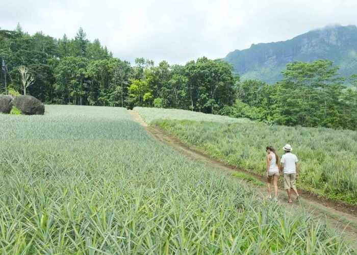 coupe marchant entre les plantation d'ananas dans la caldeira de Moorea - randonnée polynésie