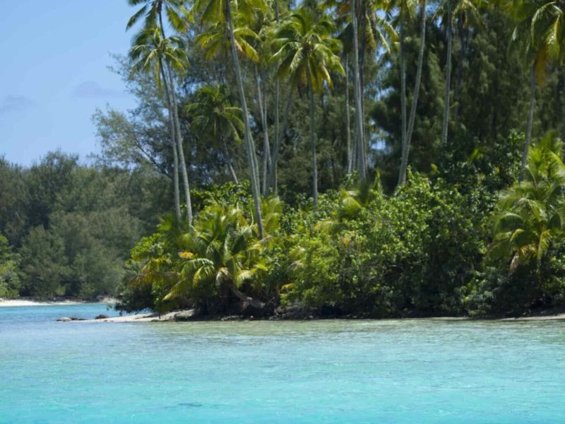 Vue depuis le lagon sur un motu avec des cocotiers à Moorea.