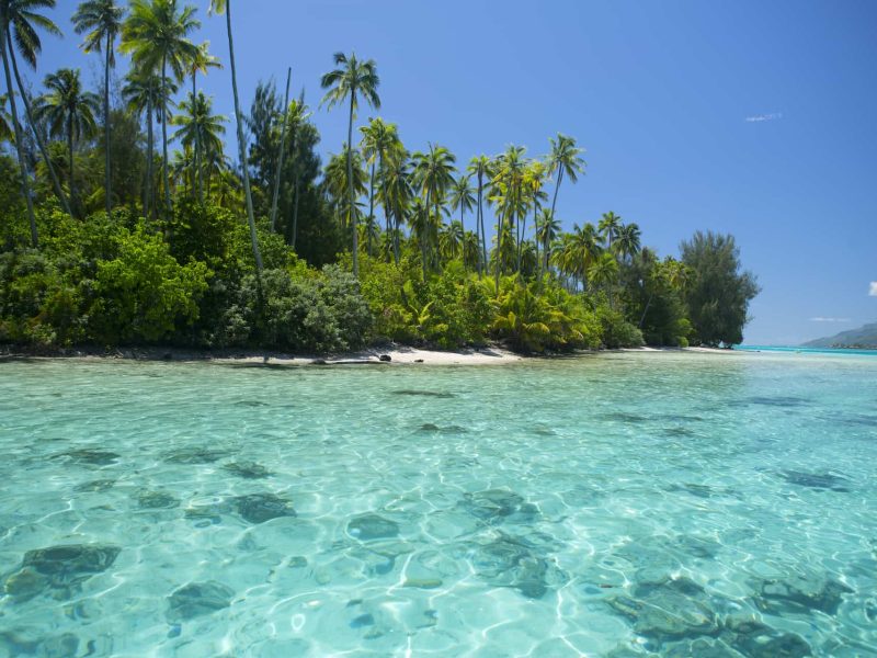 Ile de Moorea. Lagon turquoise et motu avec cocotiers