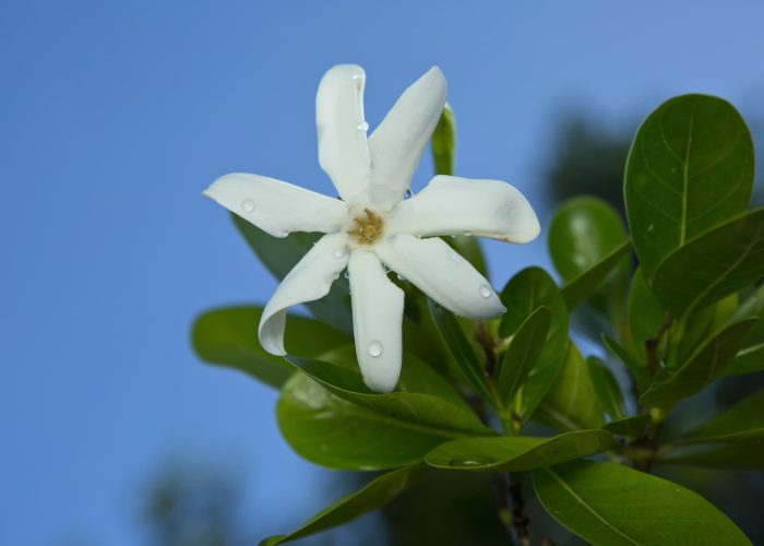 Fleur de Tiare.