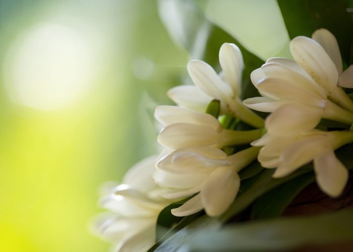 gros plan fleur de tiare tahiti