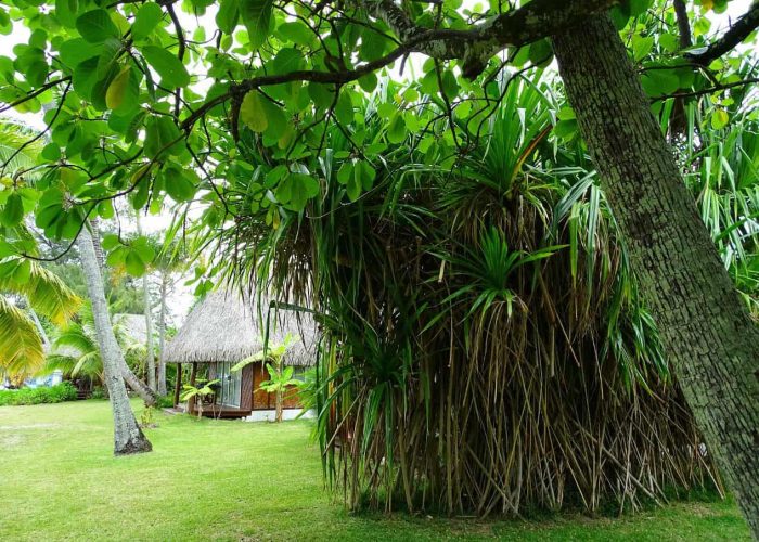 Hôtel Les Tipaniers 2* à Moorea. Pandanus et bungalow en arrière plan dans le jardin de l'hôtel.