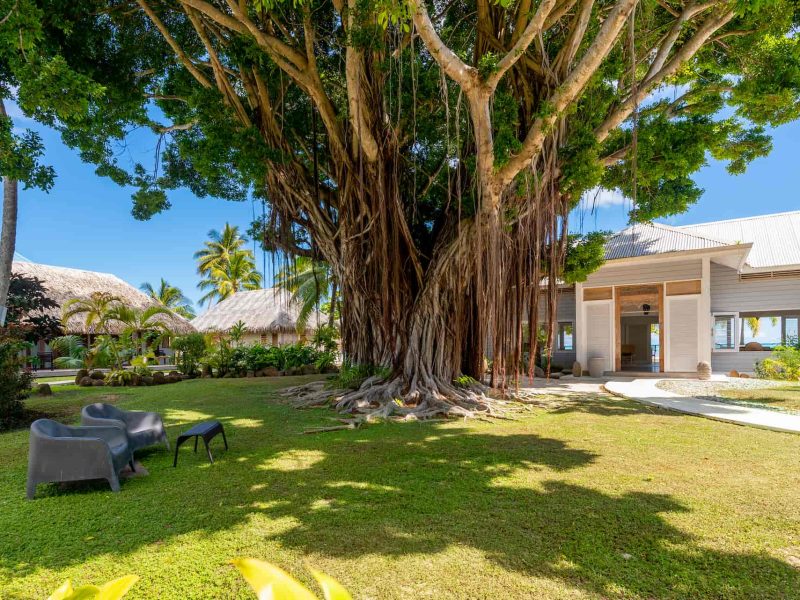 Pension Moorea Beach Lodge. Vue Générale sur le Jardin avec Banyan au milieu.