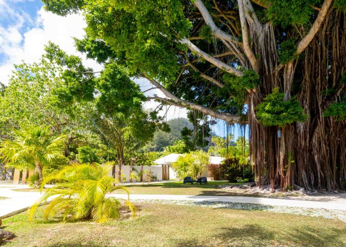 Pension Moorea Beach Lodge à Moorea. Vue générale sur le jardin, avec le grand banyan à droite.