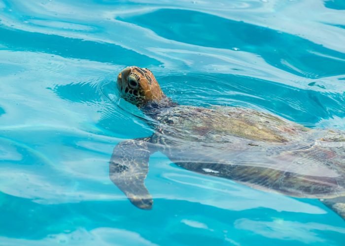 tortue marine sortant la tête de l'eau à Moorea