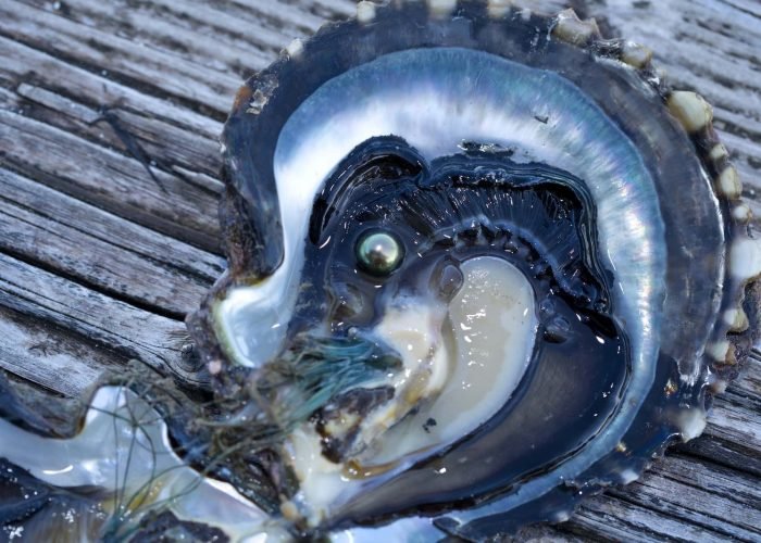 huitre perlière ouverte avec une perle de tahiti