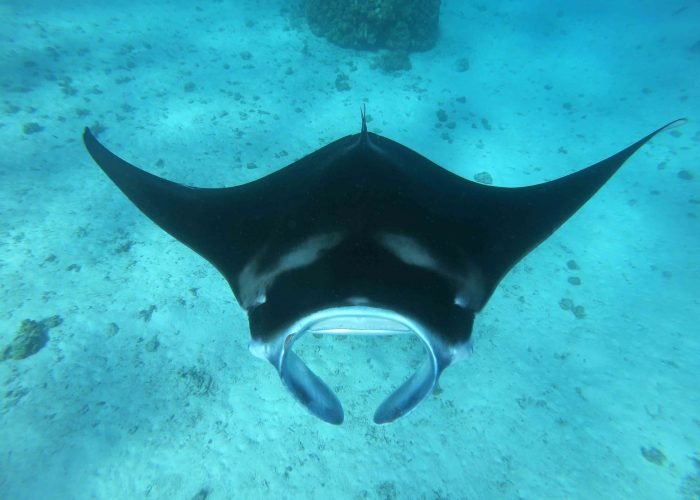 raie manta vue du dessus dans un lagon en Polynésie