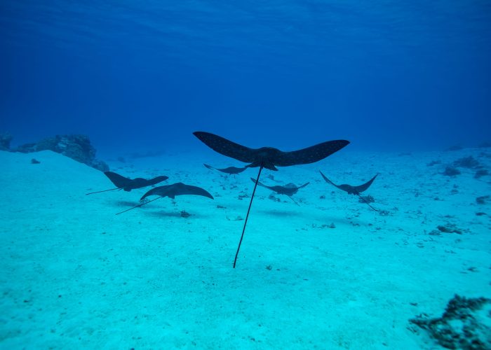 Raies léopards nageant dans le lagon dans l'archipel des Tuamotu en Polynésie française