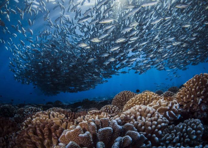 Plongée et Snorkelling en Polynésie - Banc de poisson à la passe Tumakohua sud de Fakarava, au dessus d'un jardin de corail.